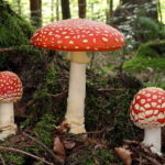 Fliegenpilz Bestellen: Eine tiefere Betrachtung des mystischen Pilzes