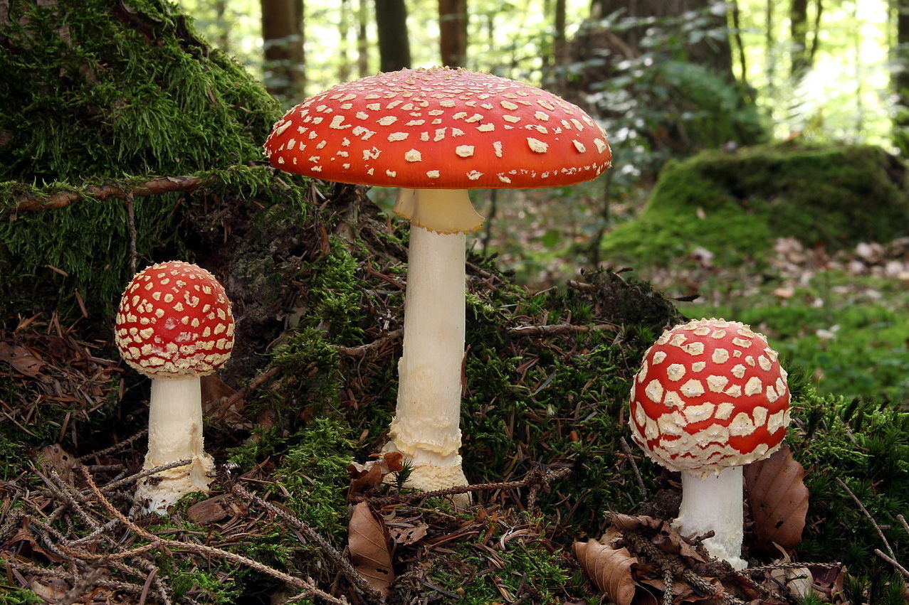 Fliegenpilz Bestellen: Eine tiefere Betrachtung des mystischen Pilzes