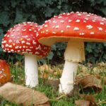 Amanita muscaria kaufen – Wichtige Informationen und Vorsichtsmaßnahmen