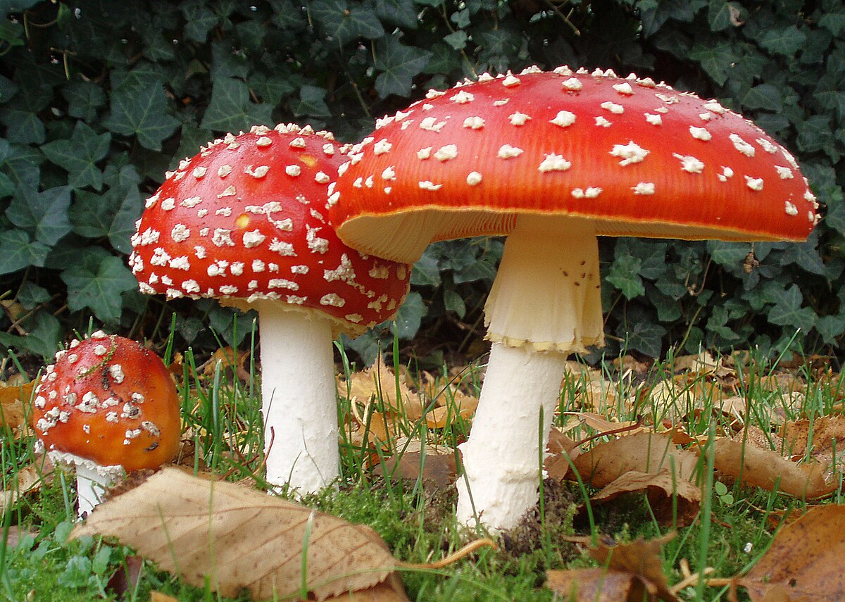 Amanita muscaria kaufen – Wichtige Informationen und Vorsichtsmaßnahmen